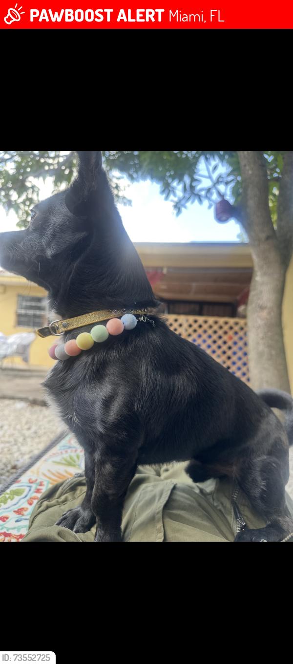 Lost Male Dog last seen N Miami ave, Miami, FL 33169