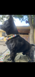 Lost Male Dog last seen N Miami ave, Miami, FL 33169