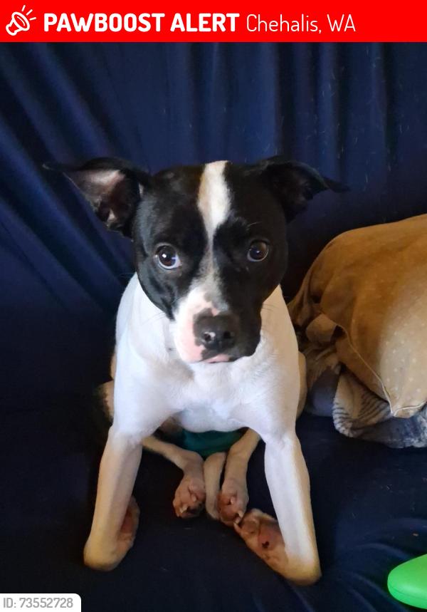 Lost Female Dog last seen Prindle and state, Chehalis, WA 98532