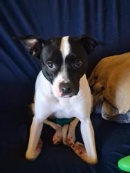 Lost Female Dog last seen Prindle and state, Chehalis, WA 98532