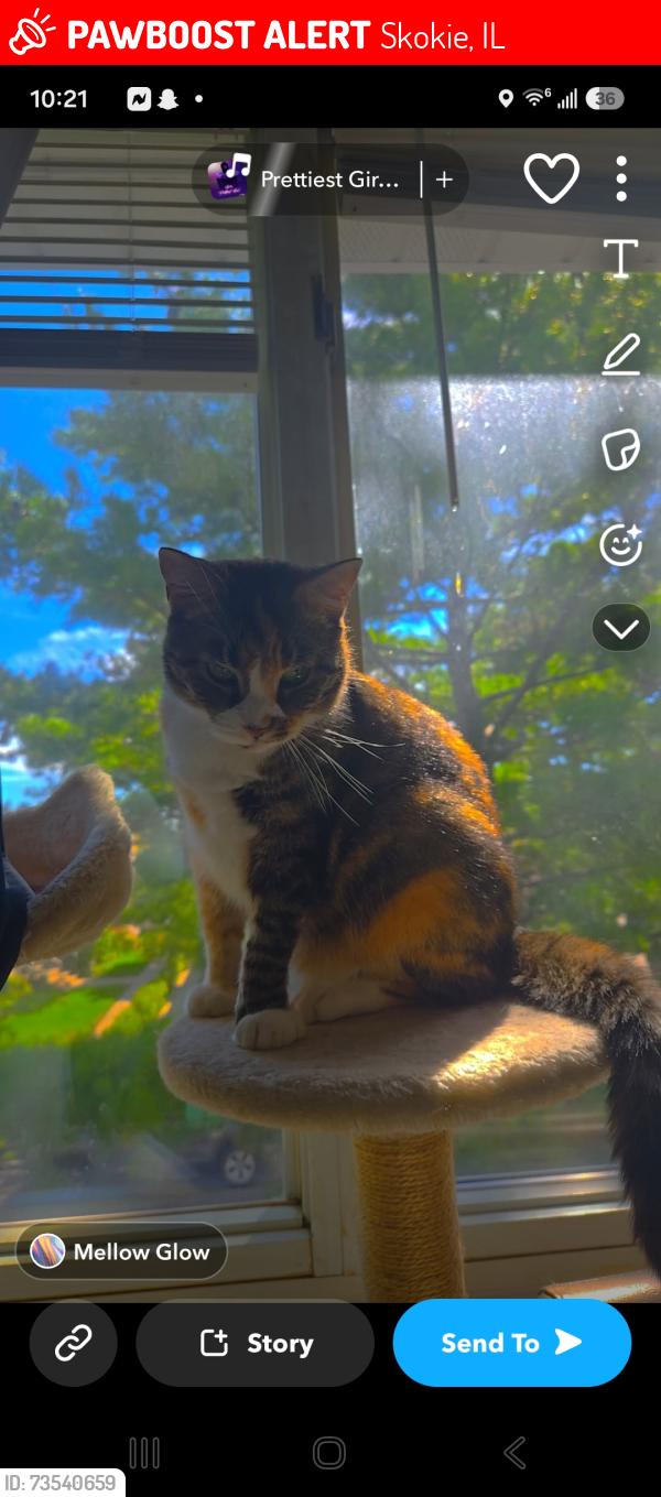 Lost Female Cat last seen Sculpture park, Skokie, IL 60077