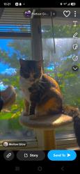 Lost Female Cat last seen Sculpture park, Skokie, IL 60077