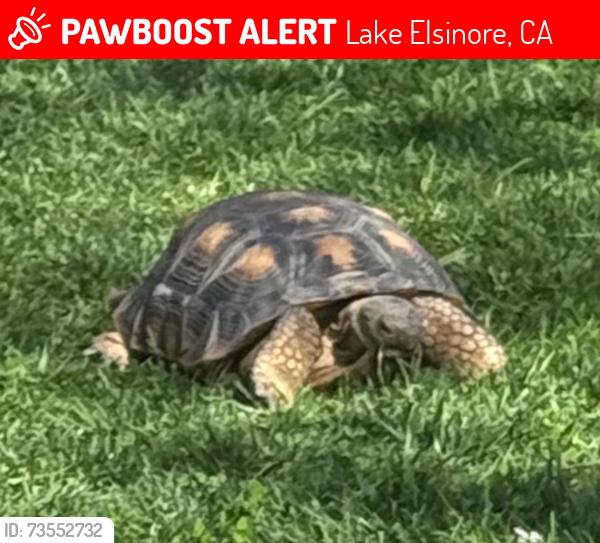 Lost Male Reptile last seen Promise rd, Lake Elsinore, CA 92532