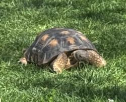 Lost Male Reptile last seen Promise rd, Lake Elsinore, CA 92532