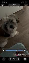 Lost Female Dog last seen N/a, Concord, NC 28027