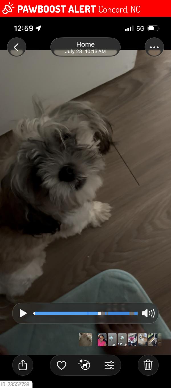 Lost Female Dog last seen N/a, Concord, NC 28027