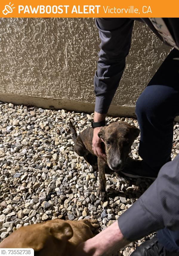 Found/Stray Female Dog last seen El evado, Victorville, CA 92394