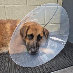 Shelter Stray Female Dog last seen , 4900 Milgen Rd, Columbus, GA 31907, USA