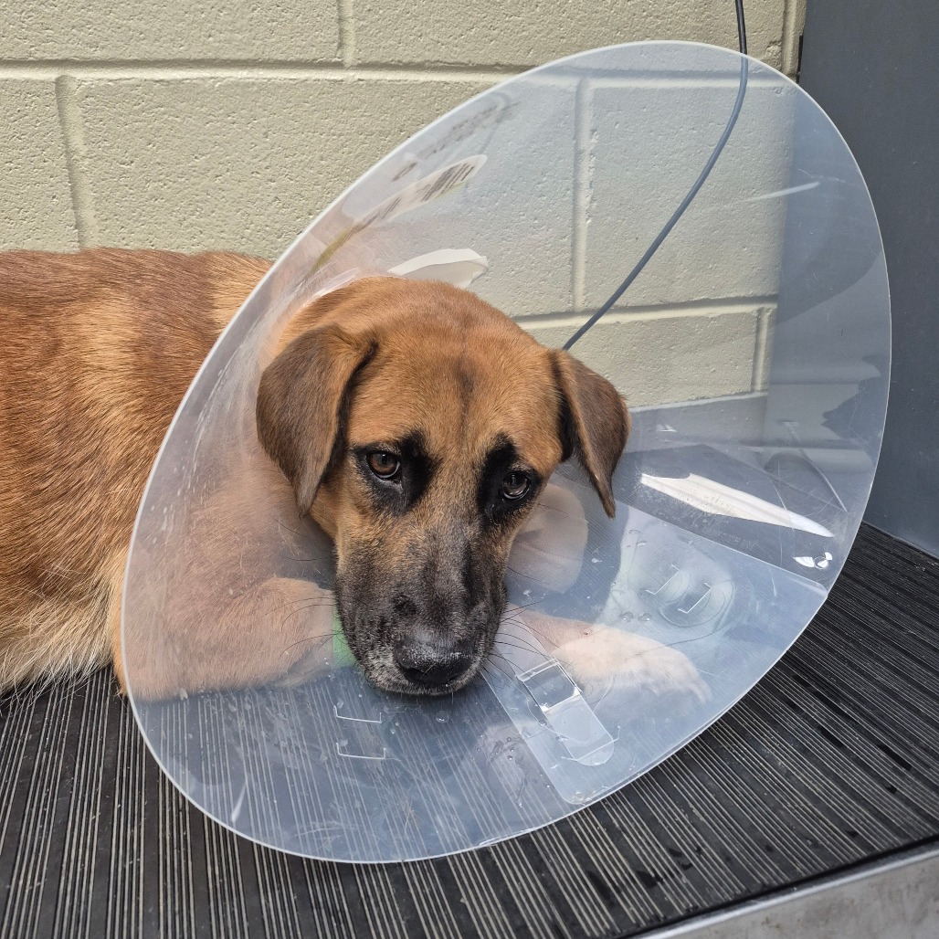 Shelter Stray Female Dog last seen , 4900 Milgen Rd, Columbus, GA 31907, USA
