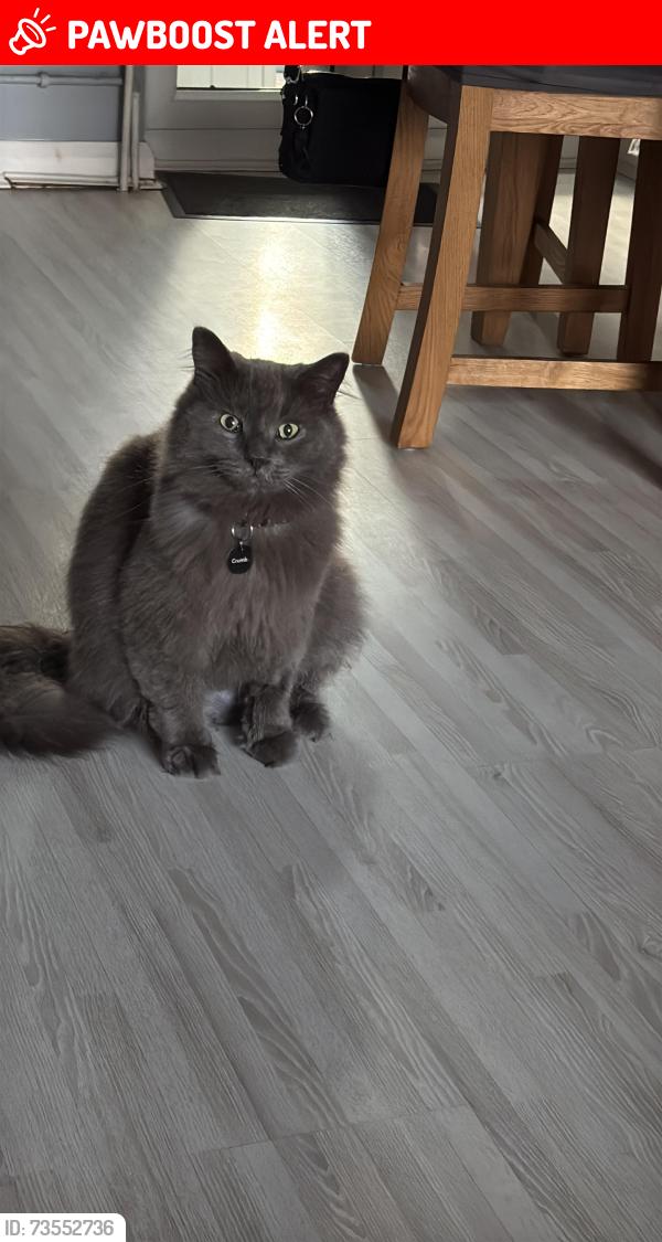 Lost Male Cat last seen Moore Street, Kingsley, northampton, West Northamptonshire, England NN2 7HX
