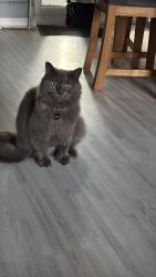 Lost Male Cat last seen Moore Street, Kingsley, northampton, West Northamptonshire, England NN2 7HX