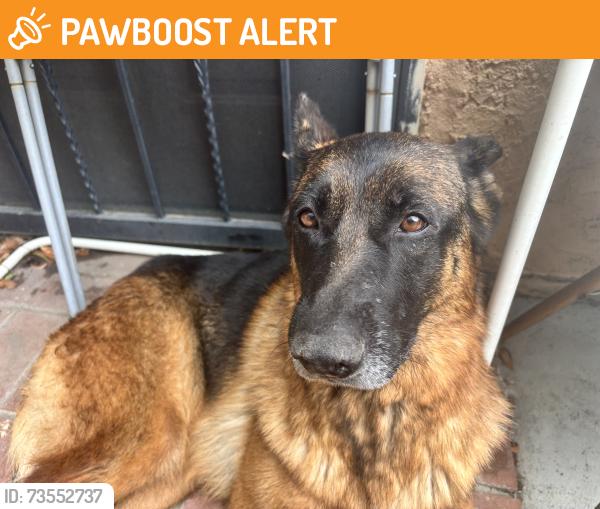 Found/Stray Female Dog last seen Desire Avenue, Rowland Heights, Rowland Heights, CA 91748
