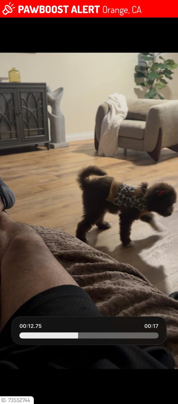 Lost Female Dog last seen Shaffer and east Quincy avy, Orange, CA 92867