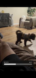 Lost Female Dog last seen Shaffer and east Quincy avy, Orange, CA 92867