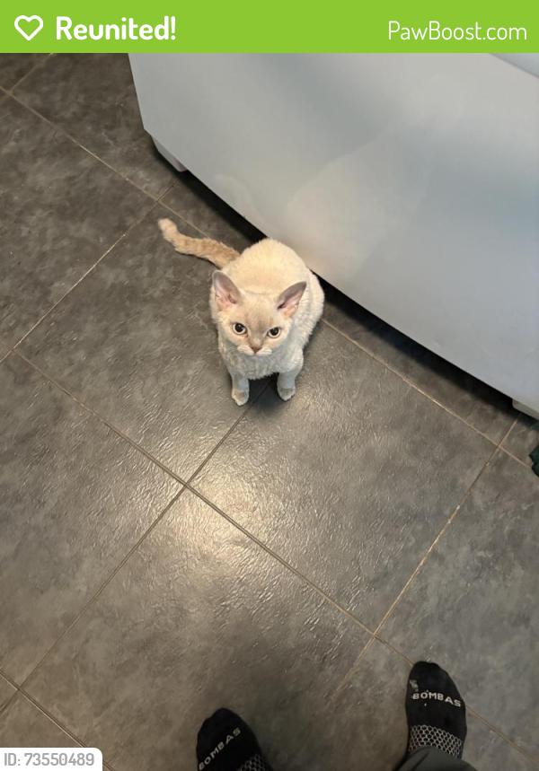 Reunited Female Cat last seen Near Colony Park Dr, Liverpool, NY 13088, USA, Liverpool, NY 13088