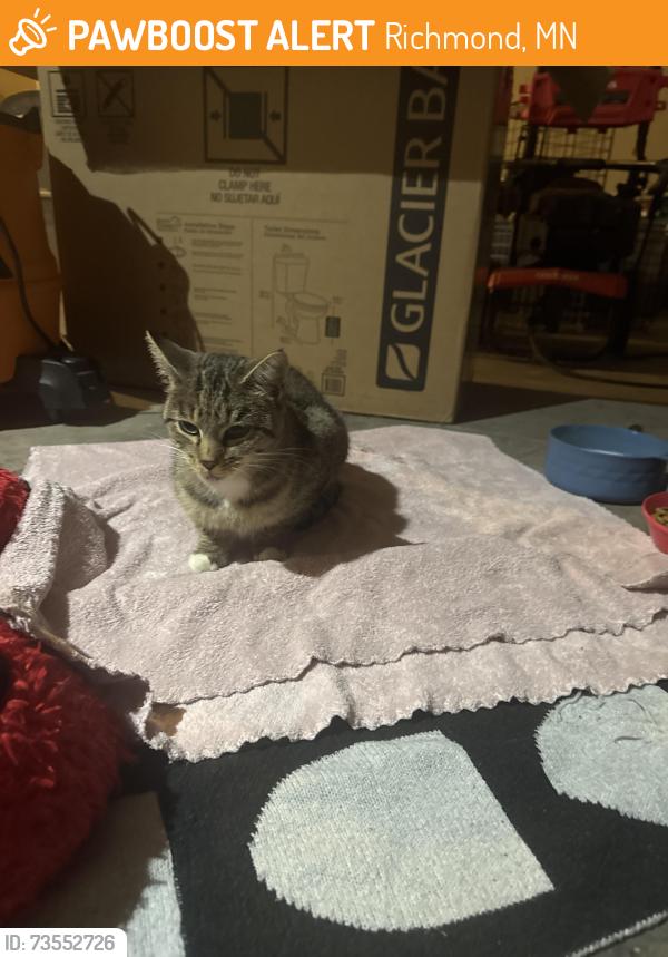 Found/Stray Unknown Cat last seen Centennial Park, Richmond, MN 56368