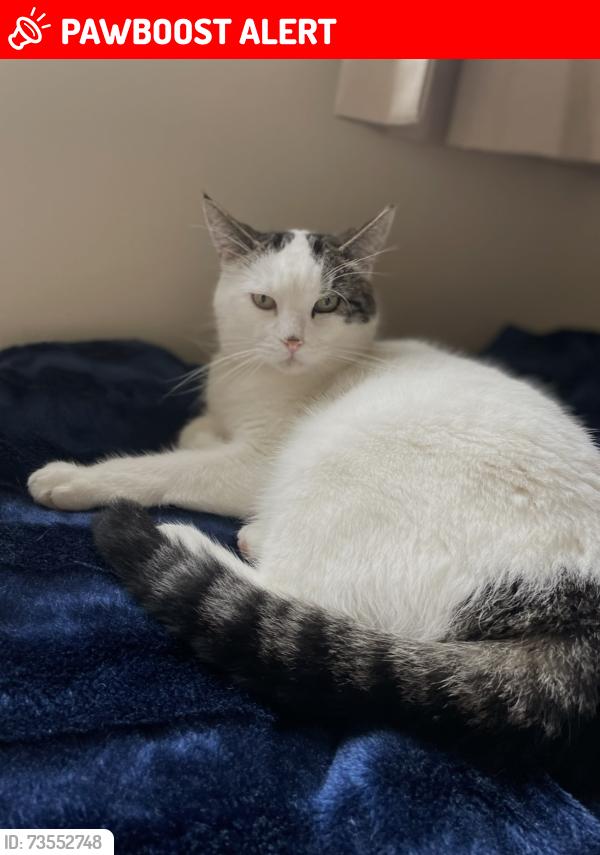 Lost Male Cat last seen Croft Close, Southend-on-Sea, England 