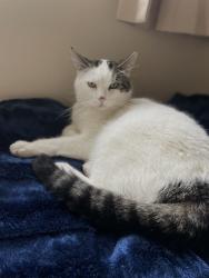 Lost Male Cat last seen Croft Close, Southend-on-Sea, England 