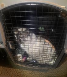 Found/Stray Male Cat last seen Canada Drive and Weston Road, Vaughan, ON L4H 3T4
