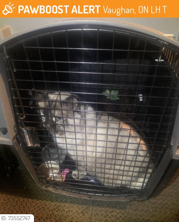 Found/Stray Male Cat last seen Canada Drive and Weston Road, Vaughan, ON L4H 3T4
