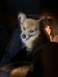 Reunited Unknown Dog last seen West church st Angier, Angier, NC 27501