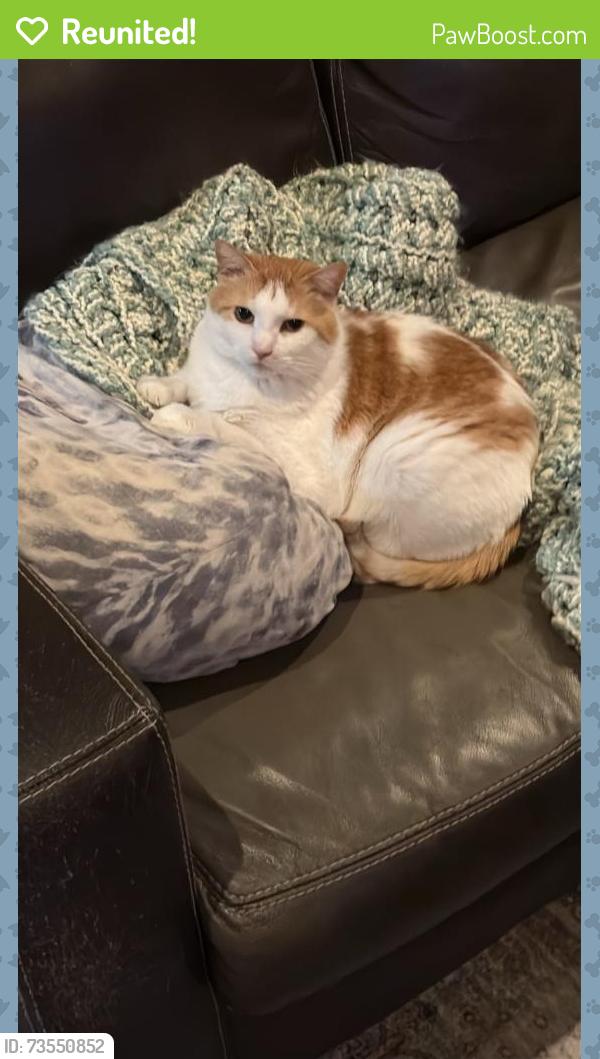 Reunited Female Cat last seen 26th Street, Allentown, PA 18104