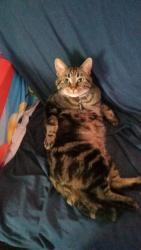 Lost Male Cat last seen Roch, possibly near watt, Winnipeg, MB R2K 1P3