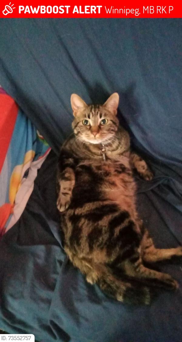 Lost Male Cat last seen Roch, possibly near watt, Winnipeg, MB R2K 1P3