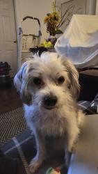 Reunited Female Dog last seen Matson Drive, Sacramento, CA 95822