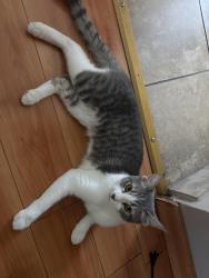 Reunited Female Cat last seen Variel Ave/Valerio St, Los Angeles, CA 91303