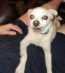 Lost Female Dog last seen Harmony A e and Horne, Mesa, AZ 85204
