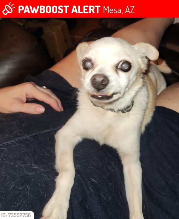 Lost Female Dog last seen Harmony A e and Horne, Mesa, AZ 85204