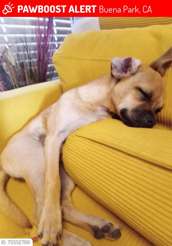Lost Female Dog last seen Berry and silver Naomi and silver, Buena Park, CA 90620