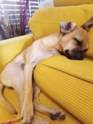 Lost Female Dog last seen Berry and silver Naomi and silver, Buena Park, CA 90620