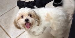 Found/Stray Female Dog last seen Stop light, Santa Ana, CA 92703
