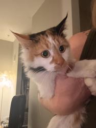 Found/Stray Unknown Cat last seen 66th and Richfield pkwy, Richfield, MN 55423