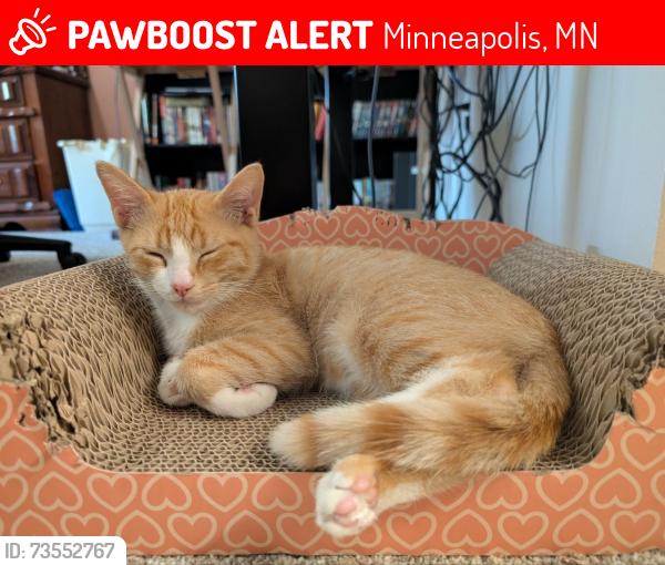 Lost Male Cat last seen Brookdale Circle, Minneapolis, MN 55443