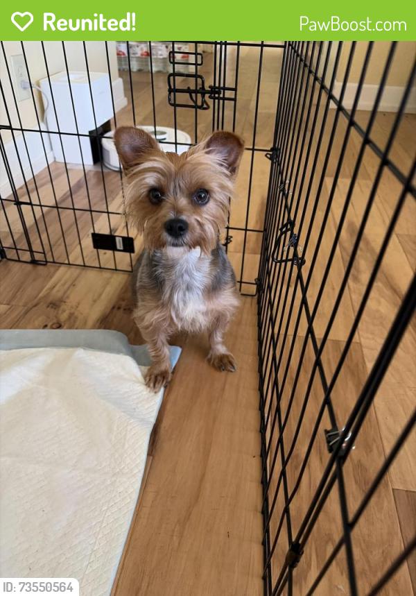 Reunited Female Dog last seen Shenandoah and Garfield, Foothill Farms, CA 95841