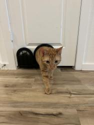 Lost Male Cat last seen Still creek ranch, still meadow lane, sleepy fox lane, Richmond, TX 77469