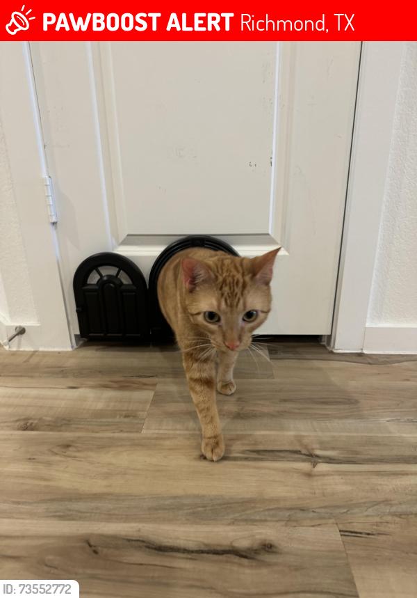 Lost Male Cat last seen Still creek ranch, still meadow lane, sleepy fox lane, Richmond, TX 77469