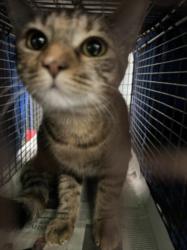 Shelter Stray Female Cat last seen , 1850 W 60th St, Los Angeles, CA 90047, USA