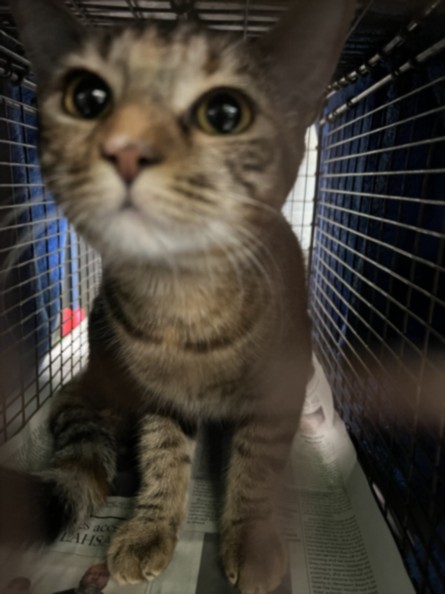 Shelter Stray Female Cat last seen , 1850 W 60th St, Los Angeles, CA 90047, USA