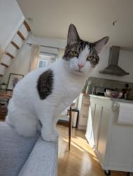 Reunited Male Cat last seen 14th and Guerrero, San Francisco, CA 94103