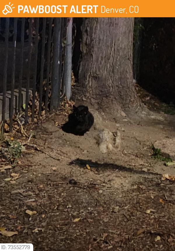 Found/Stray Unknown Cat last seen North Logan Street, between 9th and 10th, Denver, CO 80203