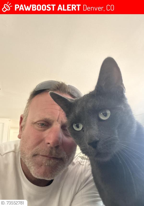Lost Male Cat last seen Alameda and Monaco, Denver, CO 80224