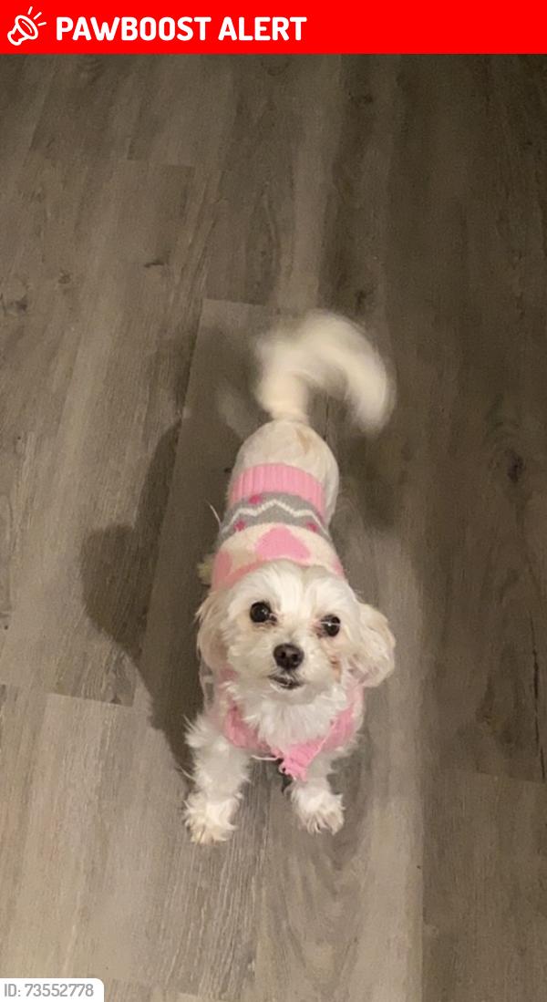 Lost Female Dog last seen Quakenbush Rd and Bethel South Fork rd, Alamance County, NC 27349