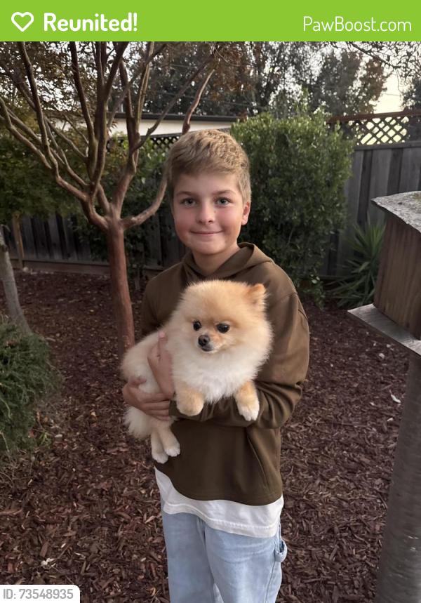 Reunited Male Dog last seen Bernardo, Sunnyvale, CA 94087