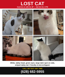 Reunited Male Cat last seen Guerrero St & 14th St, Mission Dolores, San Francisco, CA 94103