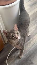 Lost Male Cat last seen Flora Drive, Shelbyville, IN 46176