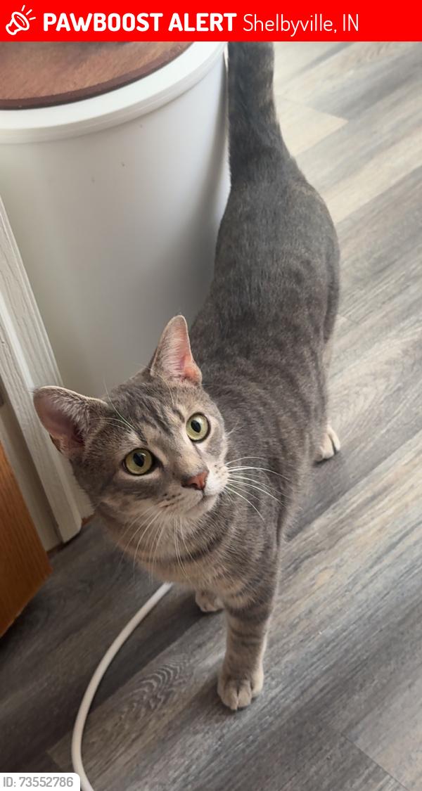 Lost Male Cat last seen Flora Drive, Shelbyville, IN 46176